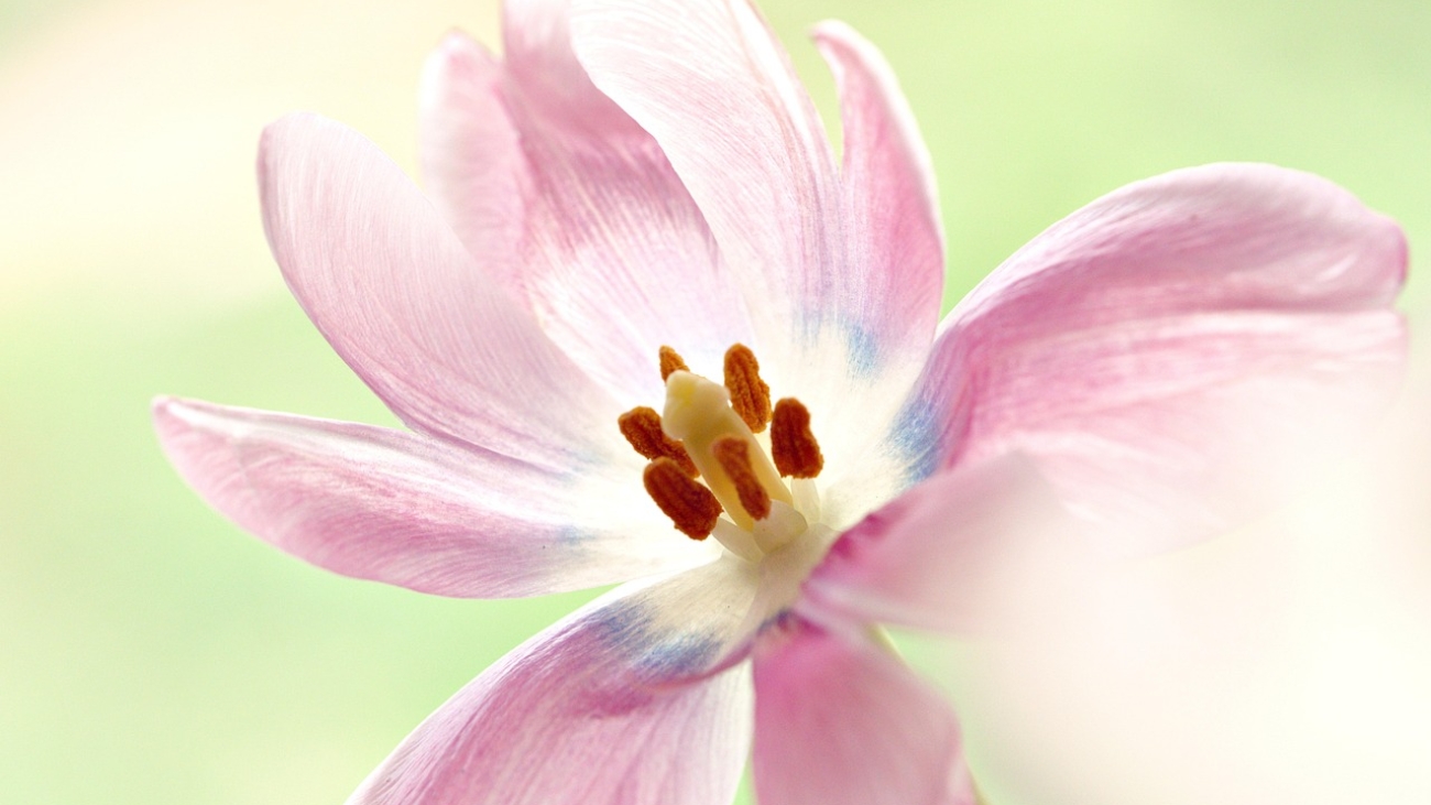 Penggunaan Aplikasi Mobile di Layanan Imigrasi Lebong