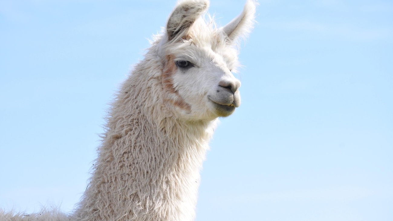 Layanan Imigrasi Lebong: Mengedepankan Transparansi dan Akuntabilitas